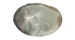 Hairpiece for men all skin G -6